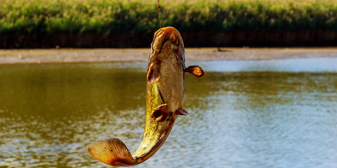 7 Best Non-Traditional Catfish Baits - Hook & Bullet